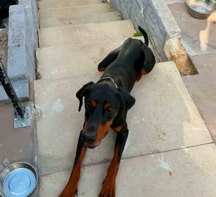Reggie, a young black and tan Dobermann resting on outdoor steps