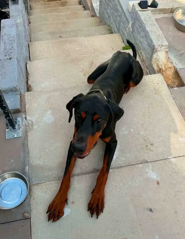 Reggie, a young black and tan Dobermann resting calmly on outdoor steps